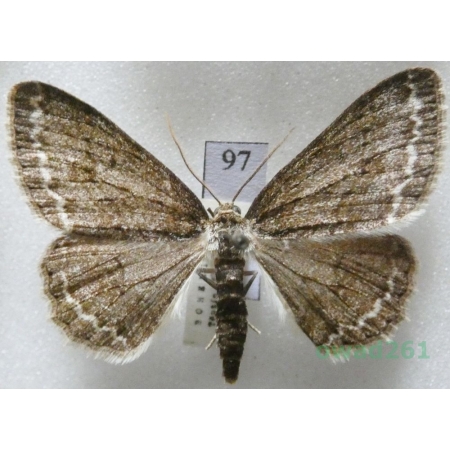 Ectropis crepuscularia (Denis & Schiffermüller, 1775) Czech97